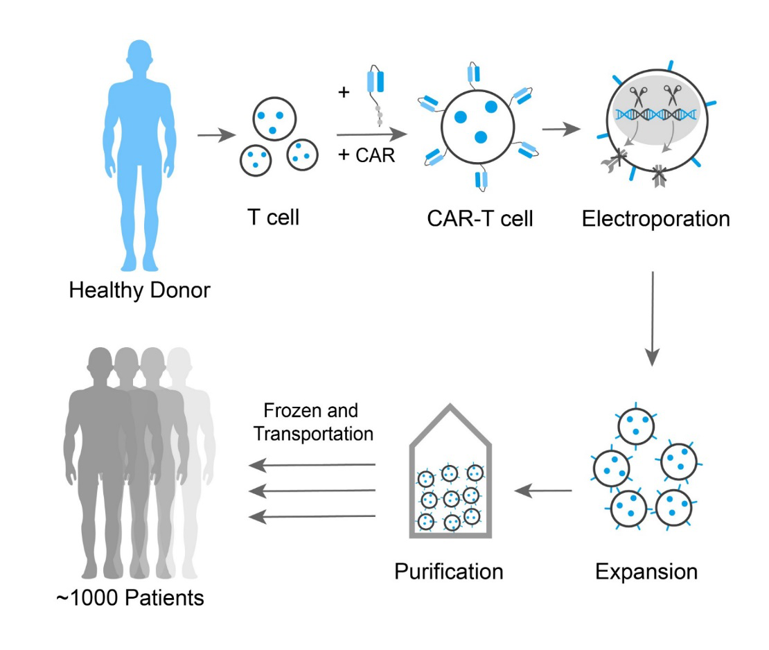 细胞免疫治疗CAR-T完整解决方案-诺为生物是eBioscience, Miltenyi,STEMCELL, SunJinLab,LGC ...